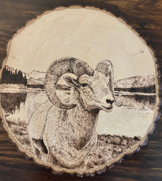 Majestic Bighorn Sheep Woodburned Art